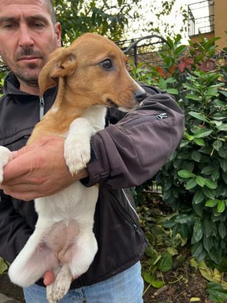 ARIEL- Zuckersüße Familienhündin