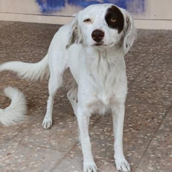 Moly - warmherziges Mädchen - VORGEMERKT