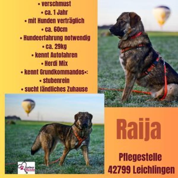 Die liebe 💕Raija 💕sucht ihre Menschen
