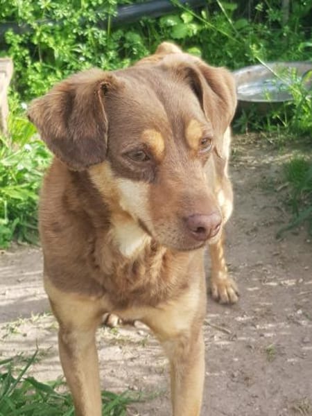 Bambi-freundlich,verspielt und agil