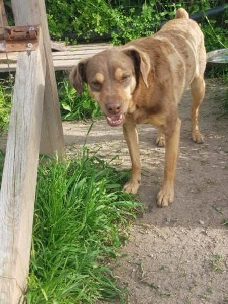 Bambi-freundlich,verspielt und agil