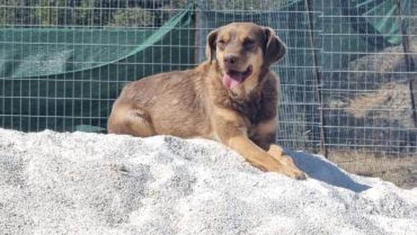 Bambi-freundlich,verspielt und agil