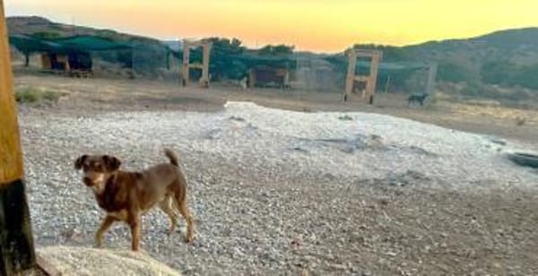 Bambi-freundlich,verspielt und agil