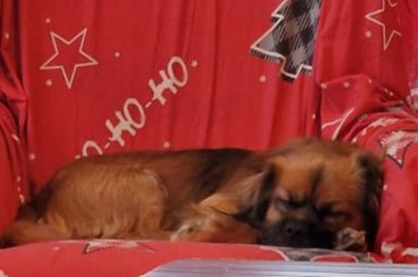 💙Mogli💙 sucht seine Menschen 🐾💙