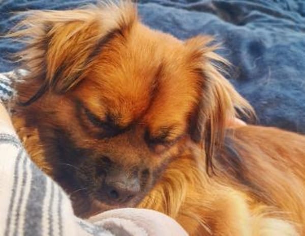 💙Mogli💙 sucht seine Menschen 🐾💙