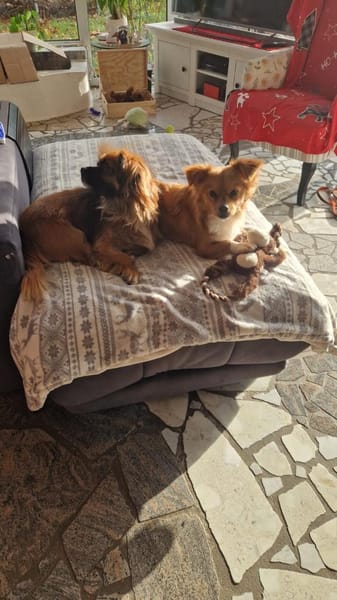 💙Mogli💙 sucht seine Menschen 🐾💙