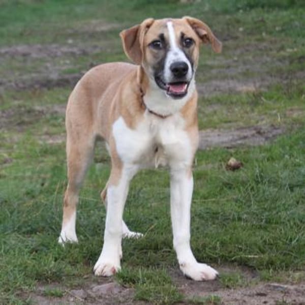 Bento - liebevolle Familie gesucht