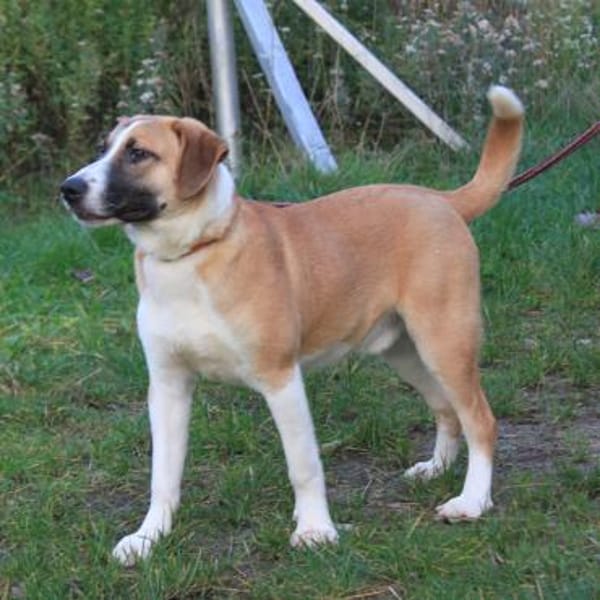 Bento - liebevolle Familie gesucht