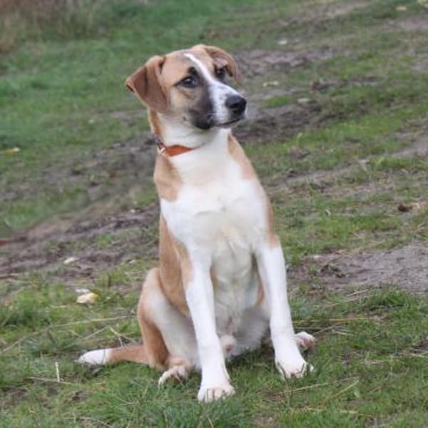 Bento - liebevolle Familie gesucht