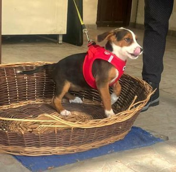 Emilia, freundlich und zauberhaft sucht