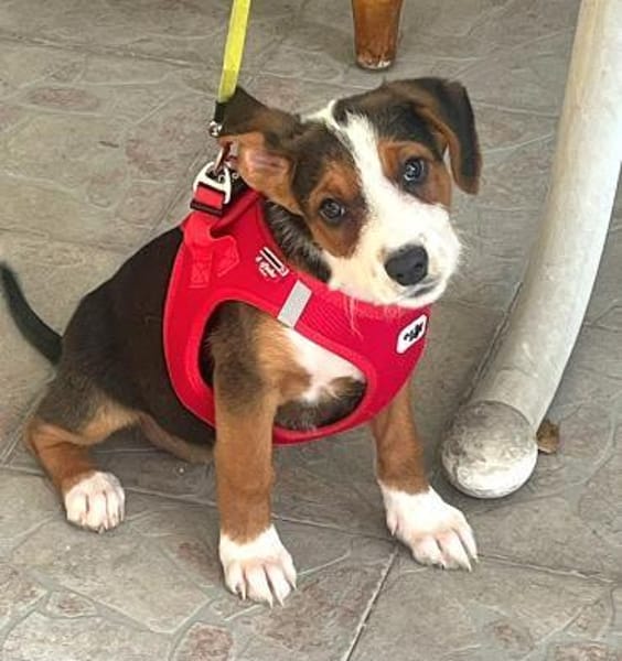 Emilia, freundlich und zauberhaft sucht