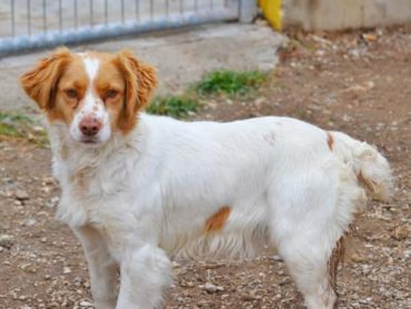 Alma  -  ein Dreamteam mit Estrella