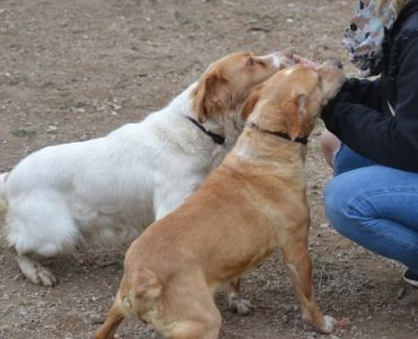 Alma  -  ein Dreamteam mit Estrella
