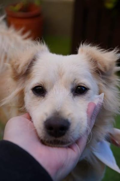 Dolly - kluge Hündin sucht Hundekumpel