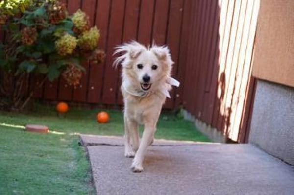 Dolly - kluge Hündin sucht Hundekumpel