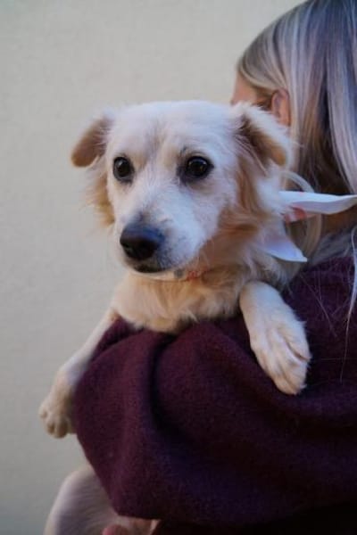 Dolly - kluge Hündin sucht Hundekumpel