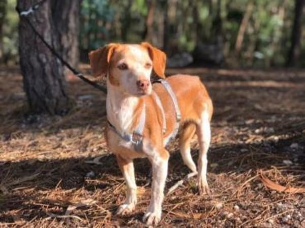 RAMA - liebevolle unkomplizierte Seele