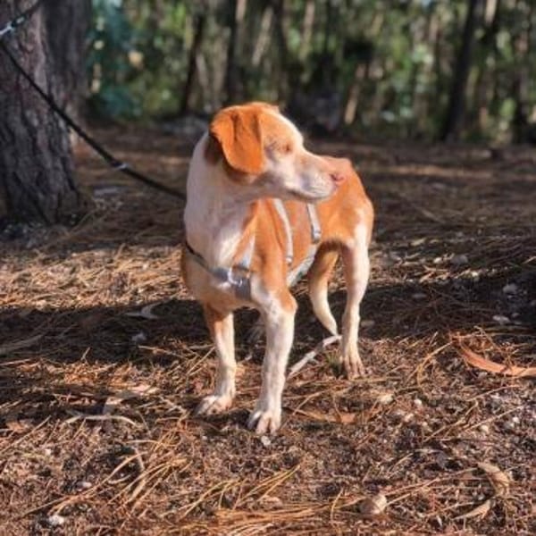 RAMA - liebevolle unkomplizierte Seele