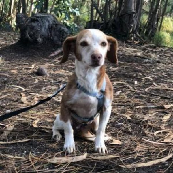 RAMA - liebevolle unkomplizierte Seele