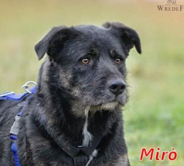 MIRÒ - er sucht Paten