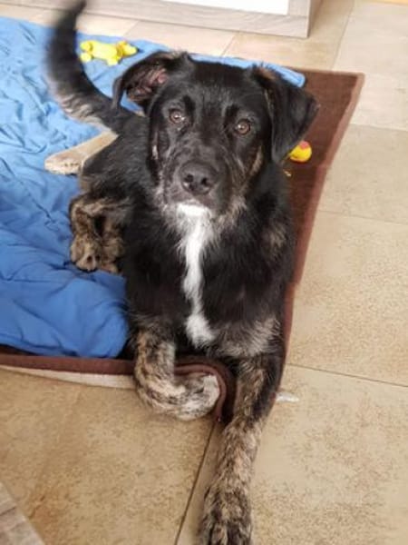 MIRÒ - er sucht Paten