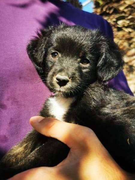 Sascha - freundlich und verspielt