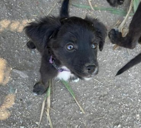 Sascha - freundlich und verspielt