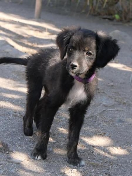 Sascha - freundlich und verspielt