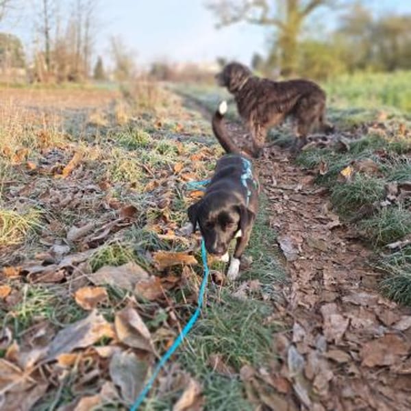 Schüchterne Penny sucht tolles zu Hause