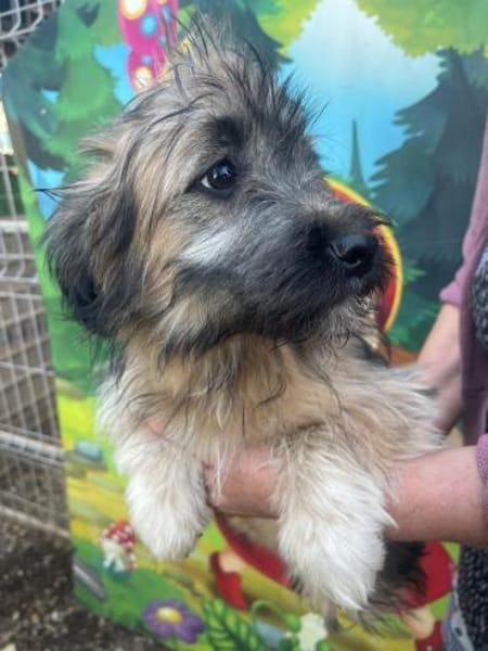 Hanni auf PS in 47055 Duisburg