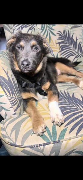 Harry auf PS in 47058 Duisburg