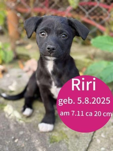 Riri ca 4 mon. 22 cm