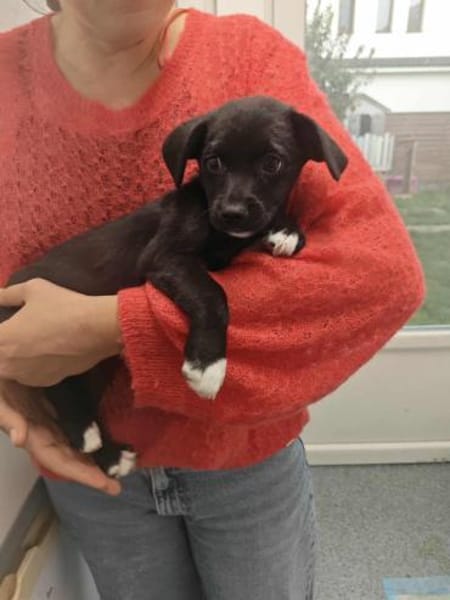 Riri ca 4 mon. 22 cm