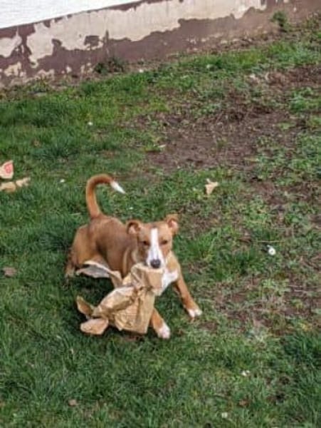 Diva -fröhlich, nett, aktiv