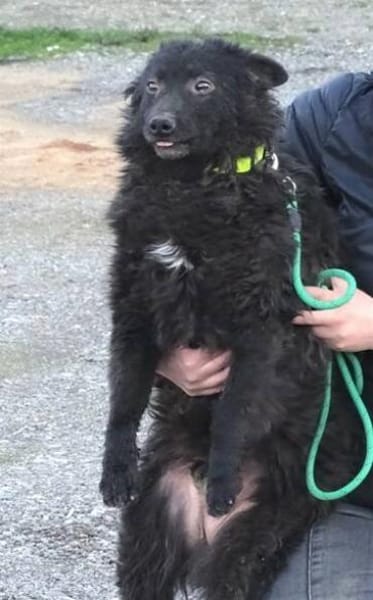 Wer gibt BLACKY 3 ein Zuhause