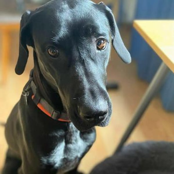 Kaja - sensibler Doggen-Mix