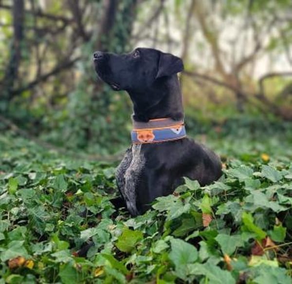 Kaja - sensibler Doggen-Mix