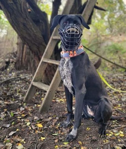 Kaja - sensibler Doggen-Mix