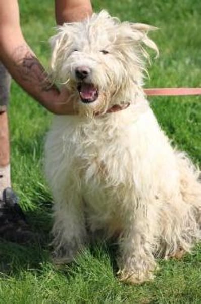 Rohin - sehr zutraulich u. kinderlieb