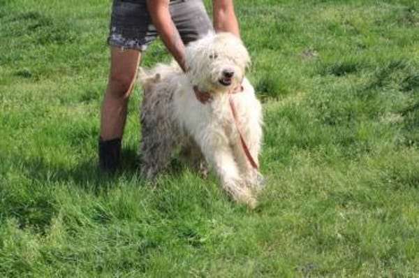 Rohin - sehr zutraulich u. kinderlieb