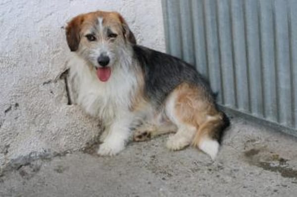 Tusko - zutraulich u. sehr lieb