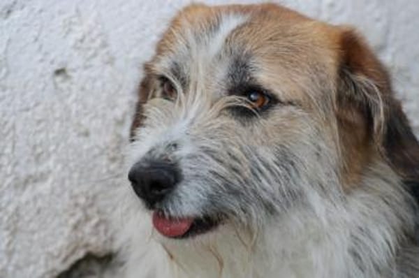 Tusko - zutraulich u. sehr lieb