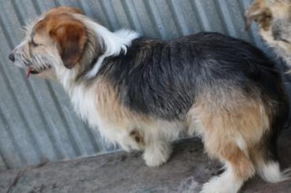 Tusko - zutraulich u. sehr lieb