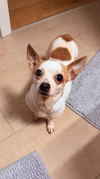 ruhiges Zuhause voller Wärme gesucht