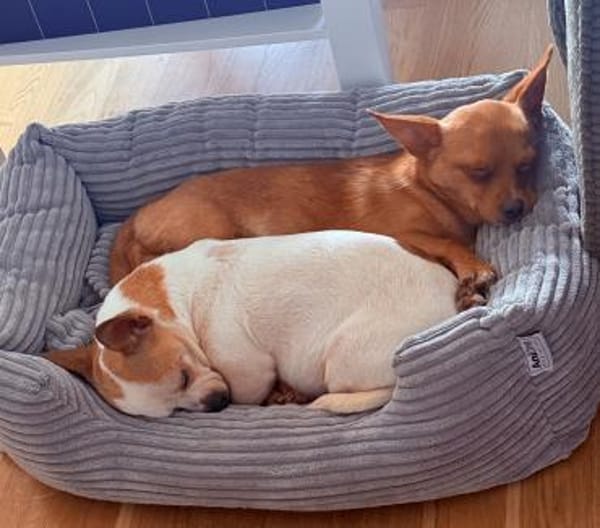 ruhiges Zuhause voller Wärme gesucht