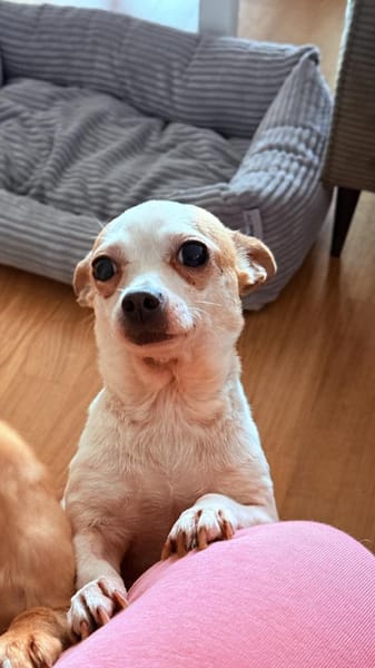 ruhiges Zuhause voller Wärme gesucht