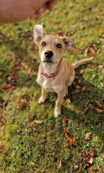 Mogli sucht sein Abenteuer