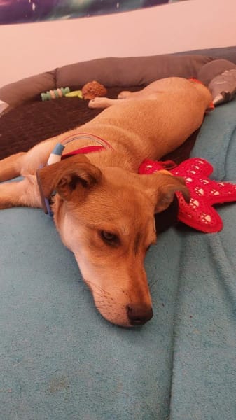 Mogli sucht sein Abenteuer