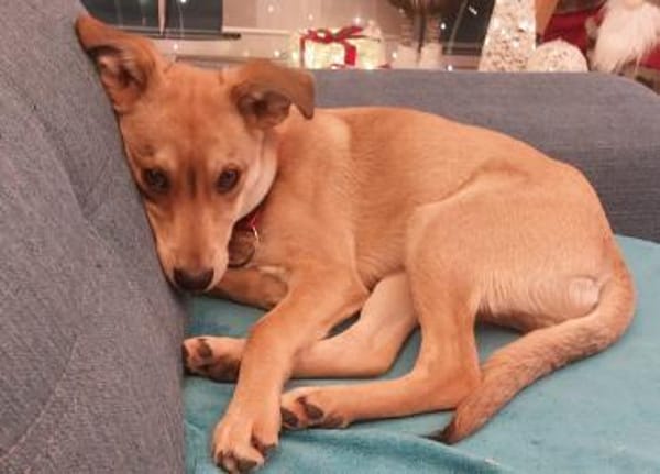 Mogli sucht sein Abenteuer