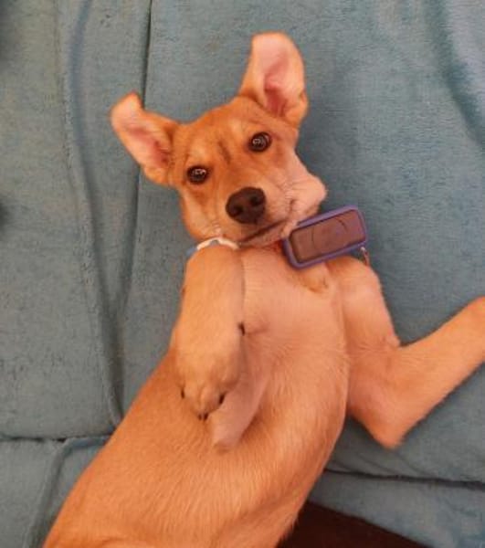 Mogli sucht sein Abenteuer